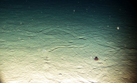 Meeresbodenfoto mit Hydromeduse und Lebensspuren der Organismen / Photograph of the seafloor with life traces of the organisms. ©Nils Brenke