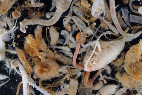 Eine Schale sortierter Organismen aus dem Epibenthosschlitten, dominiert durch Krebstiere und Meeresborstenwürmer / A tray of sorted organisms from the epibenthic sledge, crustaceans and bristle works dominate. ©Torben Riehl