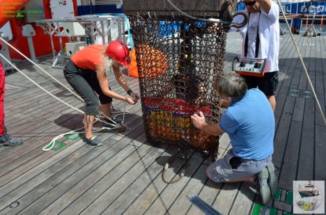 Steindredge mit (Kartoffel- und Zwiebelsack-) Innennetz für die Sedimentprobe im Hydrothermalbereich / The geological dredge with potato- and onion bags for the collection of sediment in the hydrothermal area. ©Thomas Walter