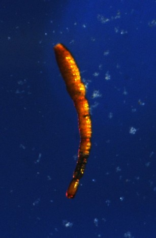 Tiefseegattung Nodellum / deep-sea genus Nodellum. ©Franck Lejzerowicz