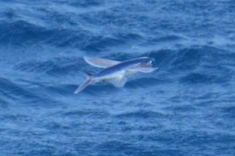 Einzelner Fliegender Fisch/Single Flying Fish ©Thomas Walter