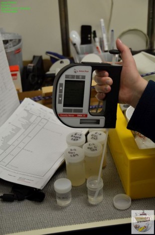 Ethanolmessung bei Raumtemperatur in „Pinkelbechern“ / Measuring ethanol concentration at room temperature. ©Thomas Walter