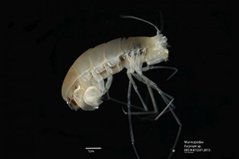 Eine Assel aus der Lebendsortierung im Kühlraum. / Isopod from the life sorting in the cooling room. ©Saskia Brix