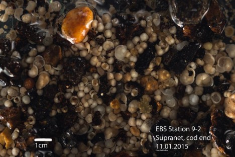 Sediment aus dem Netzbecher von Station 9-2 (11.01.2015) aus dem aktuellen Sortierprozess. / Sediment from the sorting of the cod end of EBS station 9-2 (January 11th 2015). ©Saskia Brix