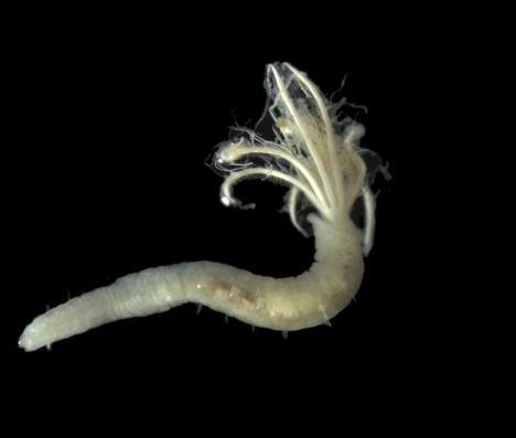 Ein sogenannter “Fächerwurm” (Sabellidae) aus der Tiefsee / So called “fan worms” (Sabellidae) of the deep sea. ©Torben Riehl