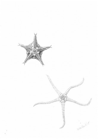 Zeichnung von See- und Schlangenstern aus der EBS-Probe / Drawing of a starfish and brittle star from the EBS sample. ©Nele Heitland