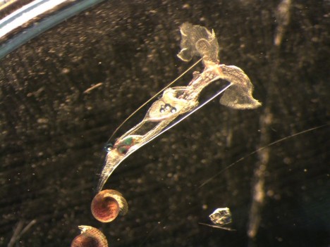 Pteropode (Flügelschnecke) aus der EBS-Probe / Pteropod (Winged snail) from the EBS sample. ©Ulrike Minzlaff