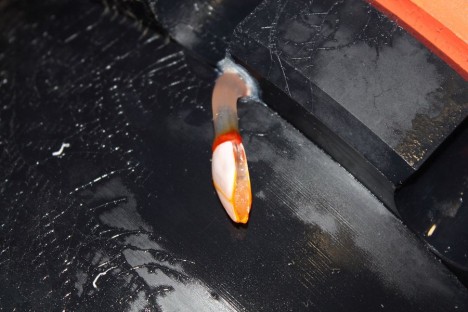 Entenmuschel Lepas anserifera / goose barnacle Lepas anserifera. ©Tanja Springer