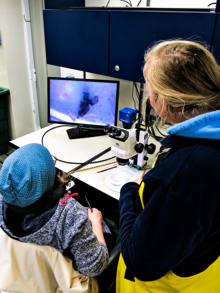 A microscope-mounted camera allows the scientists to take high-resolution photographs of the water samples and their contained fauna and flora. Photo: Jessica Volz, Editing: Steffen Niemann