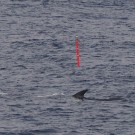 Drifter and fin whale on 17/07/2014 (Photo: Folkard Wittrock).