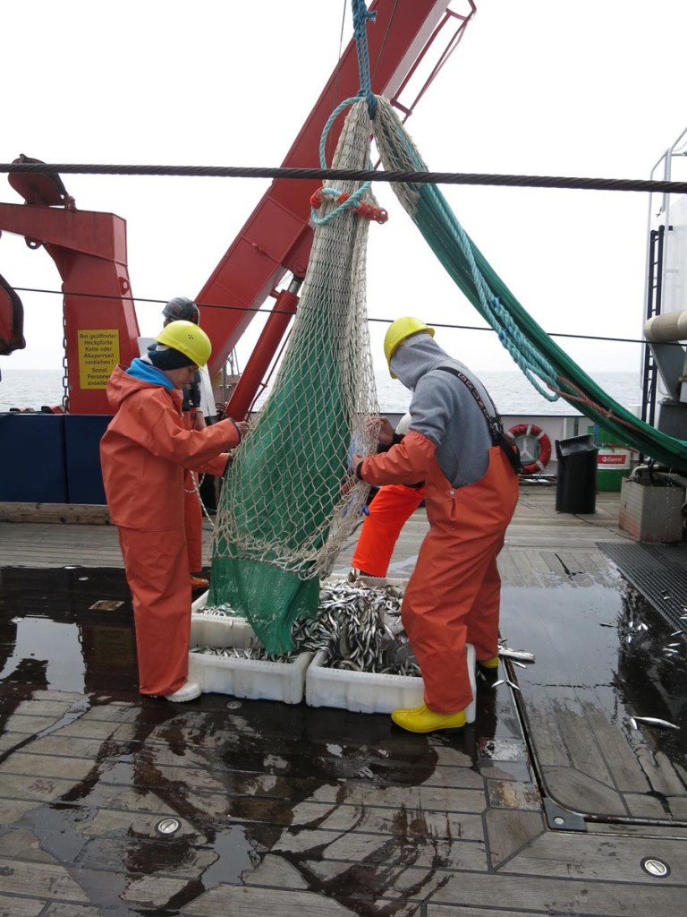 Fischereibiologischer "Hol" auf FS ALKOR. Foto: Sophia Wagner