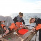 Untersuchung der gefangenen Fische. Foto: Anna Lena Kolze