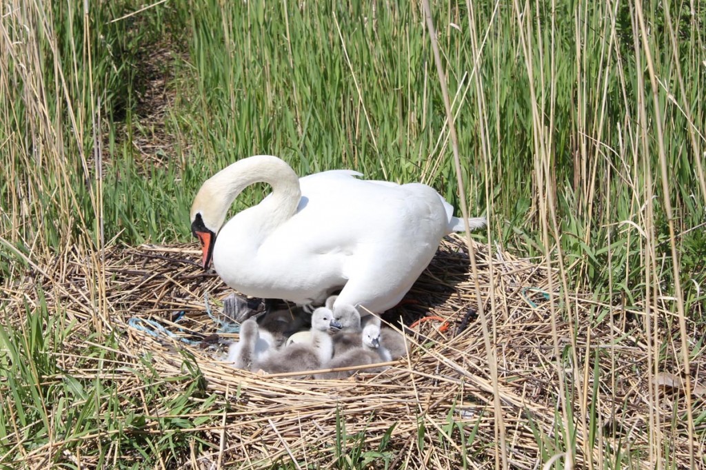 Schwan mit frisch geschlüpften Küken, Foto: Anna Lena Kolze