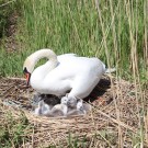 Schwan mit frisch geschlüpften Küken, Foto: Anna Lena Kolze