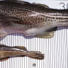 The "shrinking cod". Cod are nowadays spawning at much smaller sizes than was the case in past decades, raising questions about genetic changes induced by fishing pressure. The image shows two cod males in spawning condition from a cruise in 2012. Photo: Jan Dierking