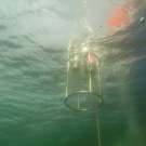 CTD probe in the surface layer at the beginning of a profile. Photo: Burkhard von Dewitz