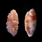 Cod otoliths: P. Urban and C. Dransmann