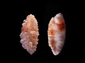 Cod otoliths: P. Urban and C. Dransmann