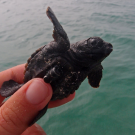 Schildkrötenjunges mit Mini-Sender. Foto: Rebecca Scott, GEOMAR