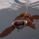 Junge Unechte Karettschildkröte im Testbecken. Foto: Rebecca Scott, GEOMAR