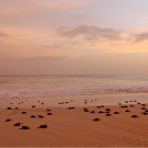 Junge Schildköten am Strand der Insel Boa Vista, Kap Verde. Foto: Sam Scherck, Turtle Foundation