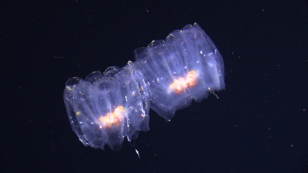 Pelagische Salpen / pelagic salps. Photo: JAGO-Team/GEOMAR