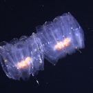 Pelagische Salpen / pelagic salps. Photo: JAGO-Team/GEOMAR