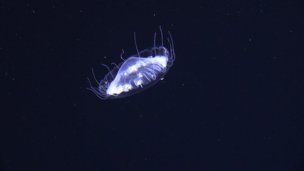 A fragile jellyfish drifting in deep water. Eine in der tiefen Wassersäule driftende Qualle. Foto JAGO-Team / GEOMAR