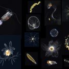 Beispielbilder von Plankton und “Marinem Schnee”. / Example images of various plankton and marine snow aggregates from the CPICS. Photo: HZG/Klas Ove Möller