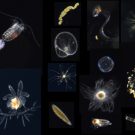 Plankton und mariner Schnee. / Plancton and marine snow. Photo: HZG