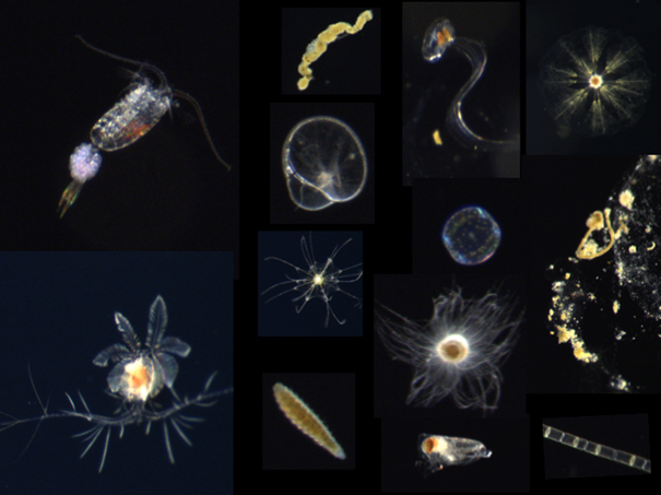 Beispielbilder von Plankton und “Marinem Schnee”. / Example images of various plankton and marine snow aggregates from the CPICS. Photo: HZG/Klas Ove Möller