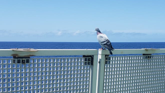 Pigeon on the railing, ocean in the background