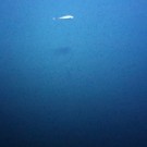 One of 44.000 seafloor images taken with the AUV ABYSS.