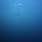 One of 44.000 seafloor images taken with the AUV ABYSS.