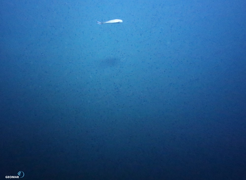 One of 44.000 seafloor images taken with the AUV ABYSS.