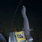 Rattail fish in front of the DOS Lander / Grenadierfische vor dem DOS-Lander: Photo: DOS-Lander
