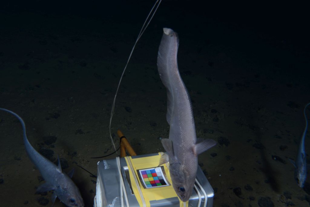 Rattail fish in front of the DOS Lander / Grenadierfische vor dem DOS-Lander: Photo: DOS-Lander