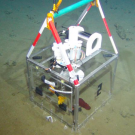A mini-house (now you understand why we call them CUBEs) at the seafloor with a red sea cucumber inside. The sediment under these mini-houses contain all the important organisms of the food web that we are studying (photo: ROV Kiel 6000; GEOMAR).