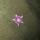 Asteroidea within the ploughed central area of the DISCOL region. PHOTO: AWI