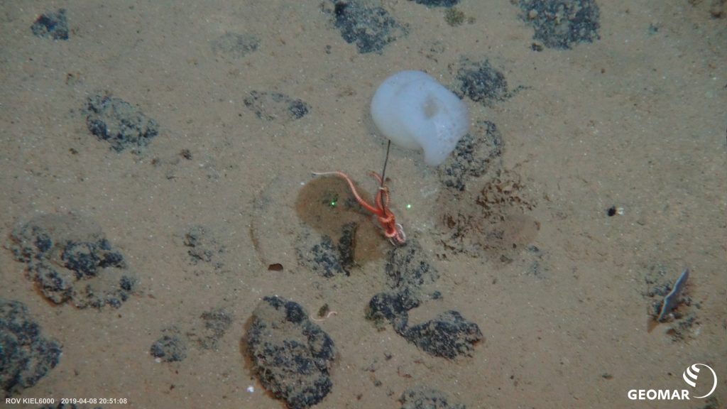 Manganese nodules with a sponge in the Clarion Clipperton Zone. Photo: ROV KIEL 6000/GEOMAR