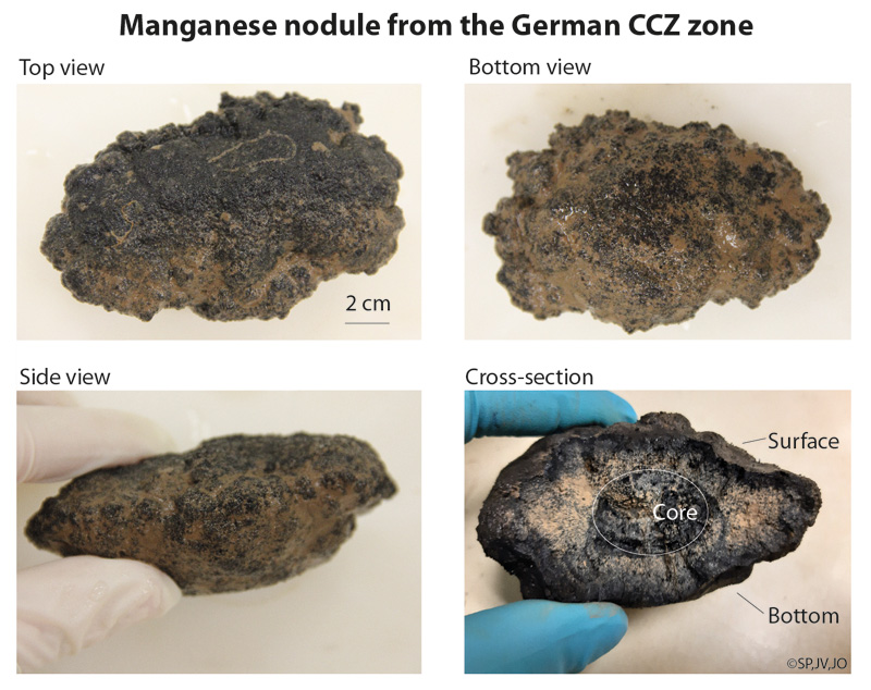 Manganknollen aus dem deutschen Lizenzgebiet in der CCZ. (Abb 1)