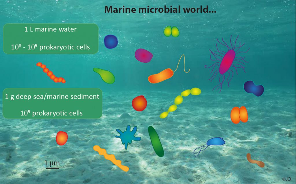 Microorganisms involve many species from different groups of small life forms: e.g. Bacteria, Archaea, Fungi, and also Viruses