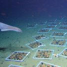 NIOZ frames with natural and artificial nodules deployed in the CCZ. Photo: ROV team/GEOMAR