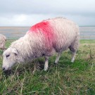 Sturmerprobt: Die Deichschafe sind das Wetter gewohnt. Foto: M. Lenz