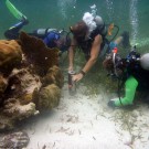 Wie viel Plastik ist im Sediment? Probennahme unter Wasser. Foto: Angelica Amaya Marquez