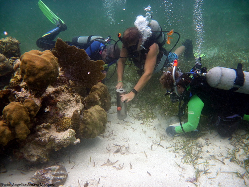 Wie viel Plastik ist im Sediment? Probennahme unter Wasser. Foto: Angelica Amaya Marquez