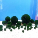 Marimo algae. Photo: Myriam Perschke