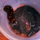 Sea cucumbers in their experimental containers with microplastics.