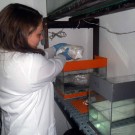 Malin in the lab, preparing the fluoranthene incubation of the microplastic material.