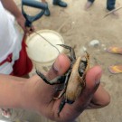 Our deposit feeding test organism. The fiddler crab Uca rapax.